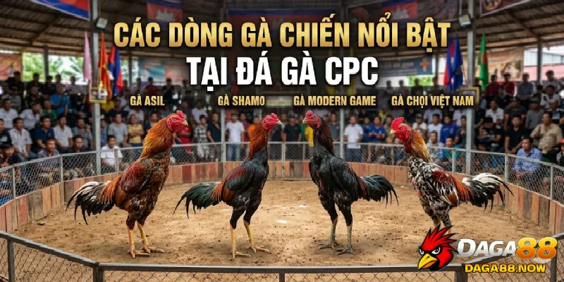 Các dòng gà chiến nổi bật tại đá gà CPC