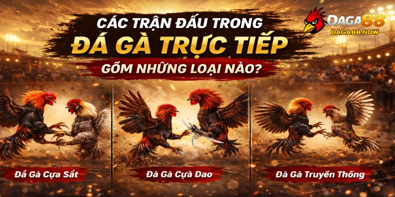 Các trận đấu trong đá gà trực tiếp gồm những loại nào?