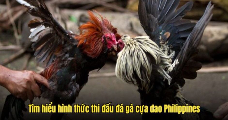 Các loại cựa trong đá gà cựa dao