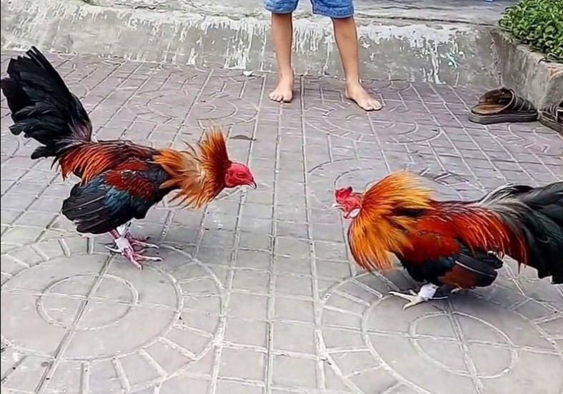 Cách nhìn hiện đại về đá gà miền Tây