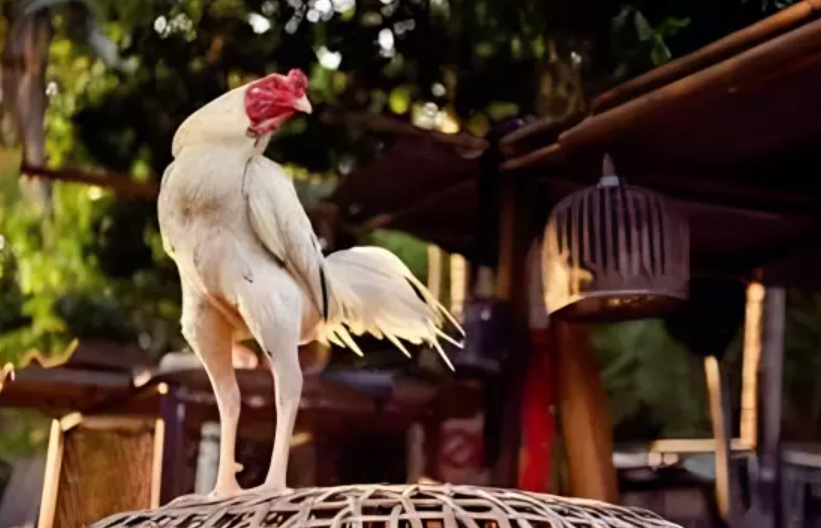 Chế độ luyện tập cho gà chọi