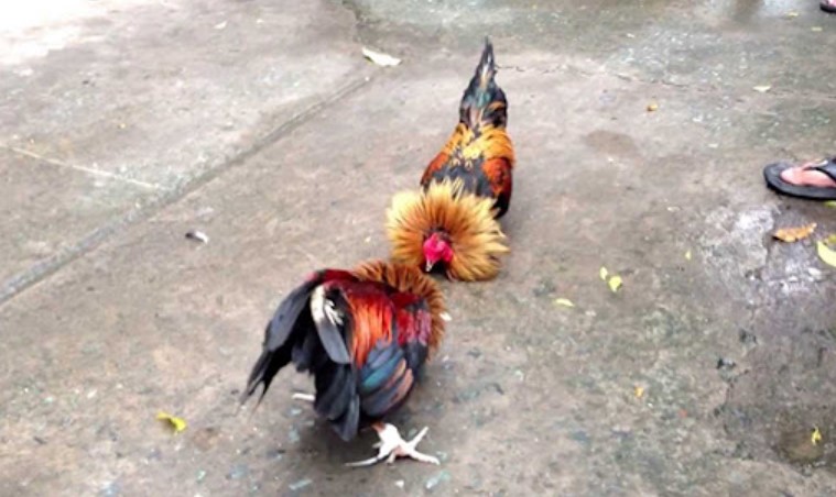 Luật thi đấu đá gà cựa sắt