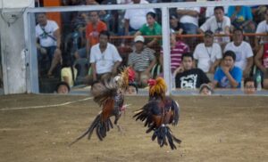Nguồn gốc của đá gà cựa dao