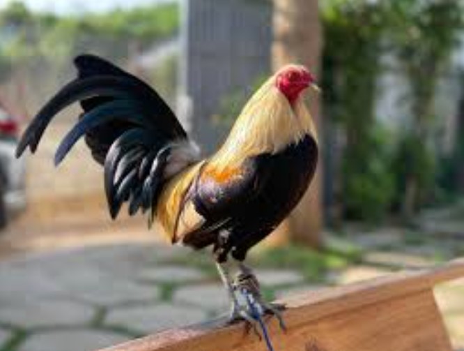 Nguồn gốc của đá gà cựa sắt