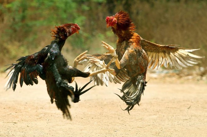 Nguồn gốc của đá gà cựa sắt