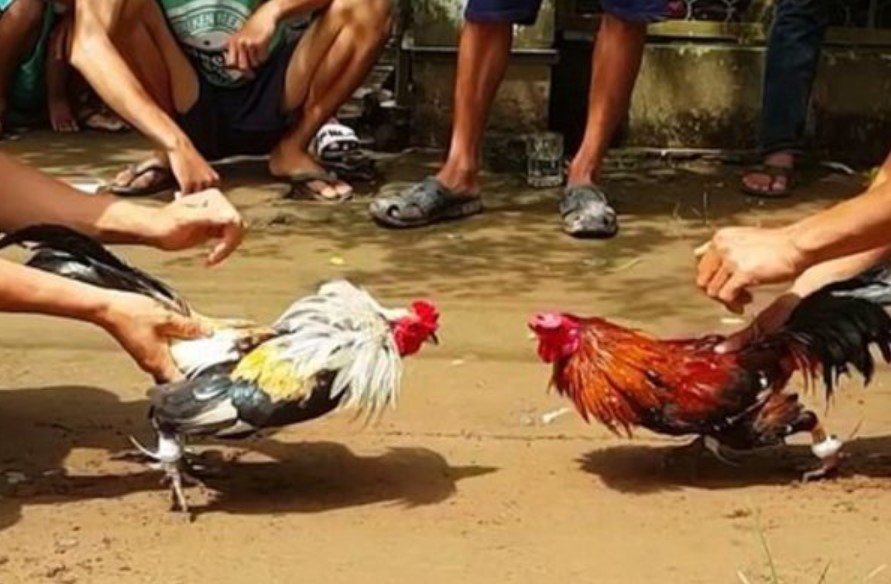 Nguồn gốc và đặc điểm của đá gà miền Tây