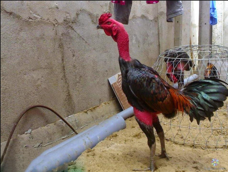 Những sai lầm thường gặp khi chăm sóc gà chọi
