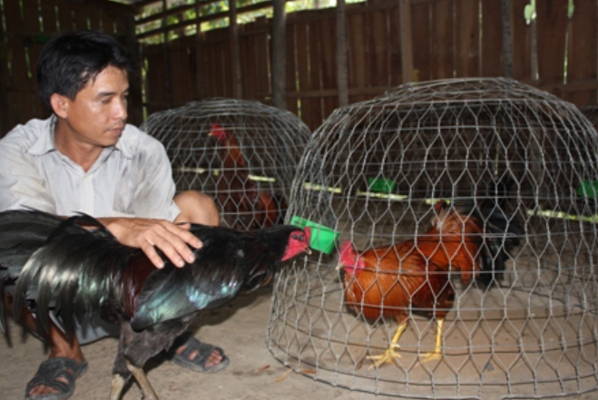 Tầm quan trọng của việc chăm sóc gà chọi