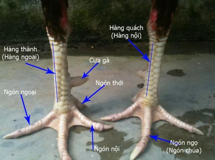 Xu hướng lai tạo giống gà hiện nay
